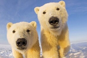 Что больше? Тест о слонах и математических постоянных