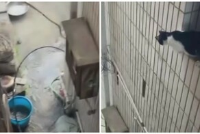 Прыжок кота точно в цель