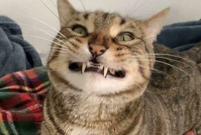30 смешных котеек, которые до безумия харизматичны