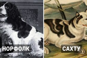 14 вымерших пород собак, которые были потеряны для человечества навсегда