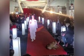 Собака стала звездой модного показа