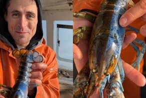Рыбак поймал омара с мужскими и женскими половыми органами