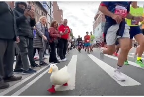Утка Морщинка вновь поучаствовала в марафоне в Нью-Йорке