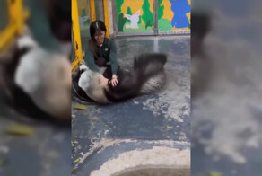 Оказывается, гигантские муравьеды могут быть очень ласковыми и игривыми