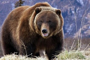 Самые толстые живые существа в мире