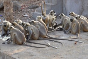 Агрессивные обезьяны напали на десятилетнего мальчика в Индии