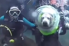 Пользователи сети пожалели престарелого лабрадора, который с хозяином погрузился под воду