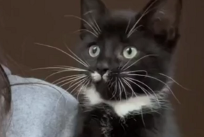 Котёнок впервые видит птиц