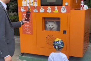 В Китае появились автоматы-душевые для питомцев