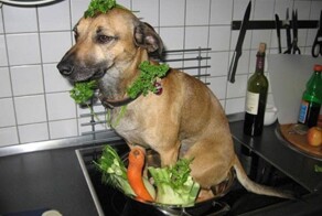 Власти Южной Кореи запретят употреблять в пищу собачье мясо