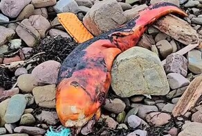 На британском пляже обнаружили странное оранжевое создание