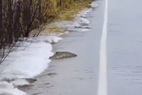 По пути на нерест рыбы вынуждены "переходить дорогу"