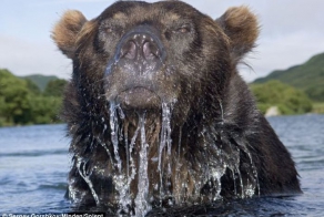 Как сфотографировать медведя (4 фото)