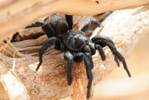 Сиднейский воронковый паук – скромник, который может организовать массу проблем