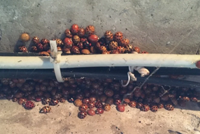 Какие букашки зимуют в наших квартирах и домах?