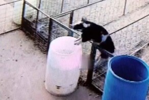 Свинья чуть не утонула в бочке во время побега