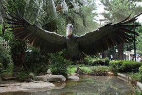 Китоглав: птица, у которой птенцы ненавидят друг друга