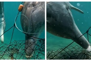 Дельфины научились воровать наживку у ловцов крабов