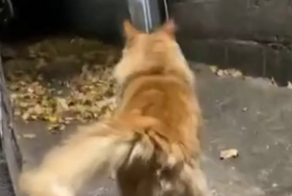 Кот завёл доверчивую женщину в ловушку