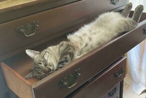 30 кошек, которые сломались и начали функционировать неправильно