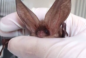 30 фото животных с очень большими ушами