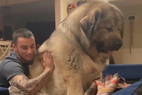 Почти медведь: гигантская кавказская овчарка Йоги