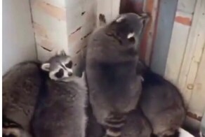 В Канаде спасли 11 толстых енотов из строящегося дома