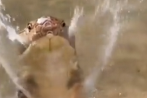 Королевская кобра принимает душ&nbsp;