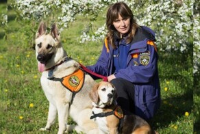 20 собак, которые удивили людей своими героическими поступками