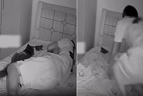 Кот подложил в кровать лягушку своему спящему хозяину