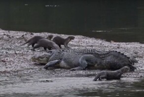 Задиристые выдры достают крокодила