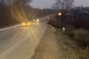 "Да ты дурак, аккуратно"