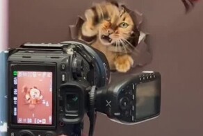 Прикольная идея для фотосессии кота