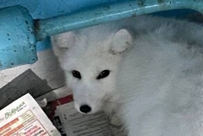 В Норильске к россиянам пришёл песец