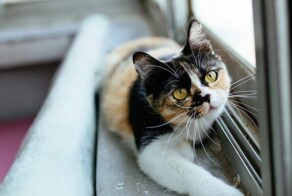 Кошки на окошке