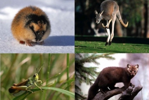 10 фактов о сексе животных (10 фото)