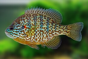 Солнечный окунь: рыба выгоняет нормальных окуней из водоёмов и бесконтрольно размножается