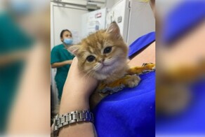 В Уфе ветеринары установили котенку с врожденной аномалией лап суставные протезы