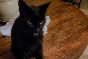 Реакция кота на кошачью мяту