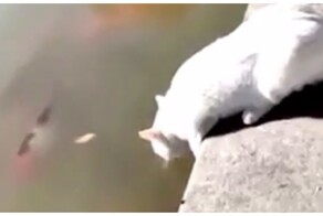 Не стоило мешать коту пить