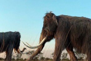 Британские ученые намерены «оживить» мамонта. Используют генную инженерию. Гибриды появятся уже совсем скоро