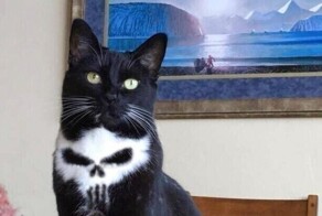 Крутой окрас животных, похожий на ретушь