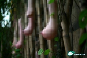 Чтобы это могло быть? (9 фото)