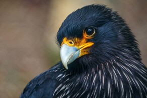 Учёные обнаружили умных птиц, способных решать головоломки