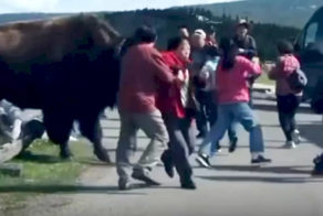 Бизон разогнал китайских туристов