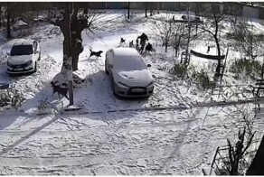 Нападение стаи собак на женщину в Орске попало на видео