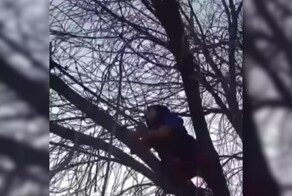 В Барнауле женщина спасла котёнка, застрявшего на дереве