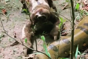Бесстрашный ленивец и анаконда