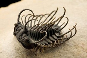 Учёные нашли трилобитов, которые могут раскрыть историю древнего мира