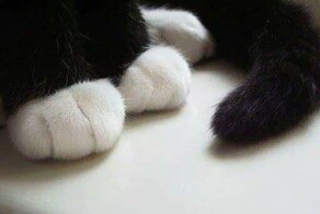 Работать не могу, у меня лапки: в Китае создали самые милые перчатки